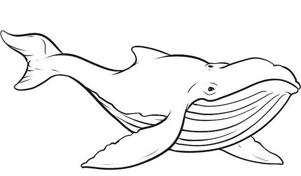 Página para colorir: Baleia (animais) #934 - Páginas para Colorir Imprimíveis Gratuitamente