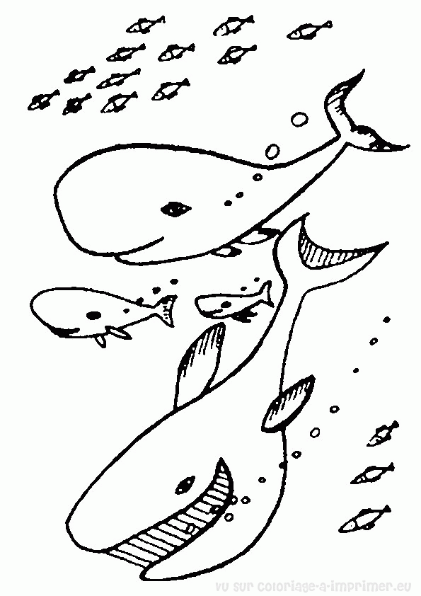 Página para colorir: Baleia (animais) #960 - Páginas para Colorir Imprimíveis Gratuitamente