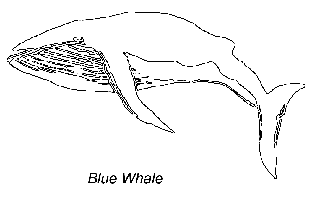 Página para colorir: Baleia (animais) #963 - Páginas para Colorir Imprimíveis Gratuitamente