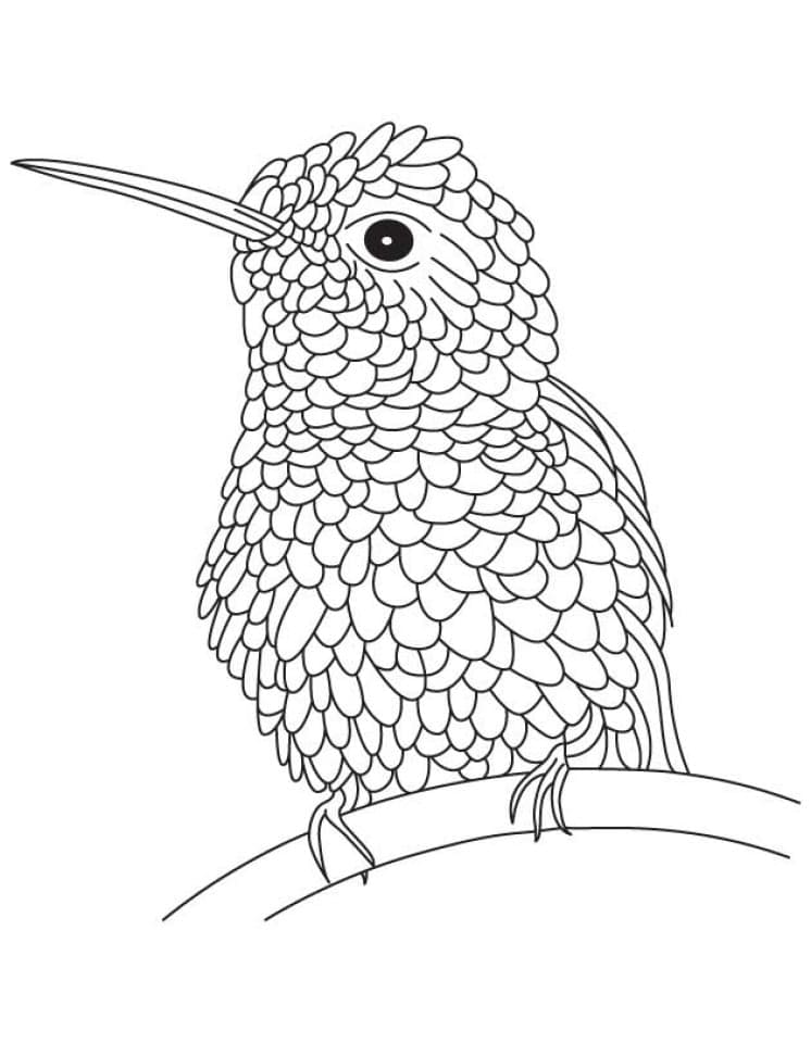 Desenho gratuito Beija-flor #208576 da colecao Animais para imprimir