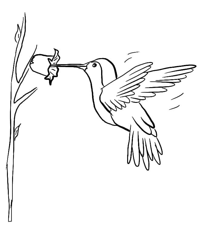 Desenho gratuito Beija-flor #208589 da colecao Animais para imprimir