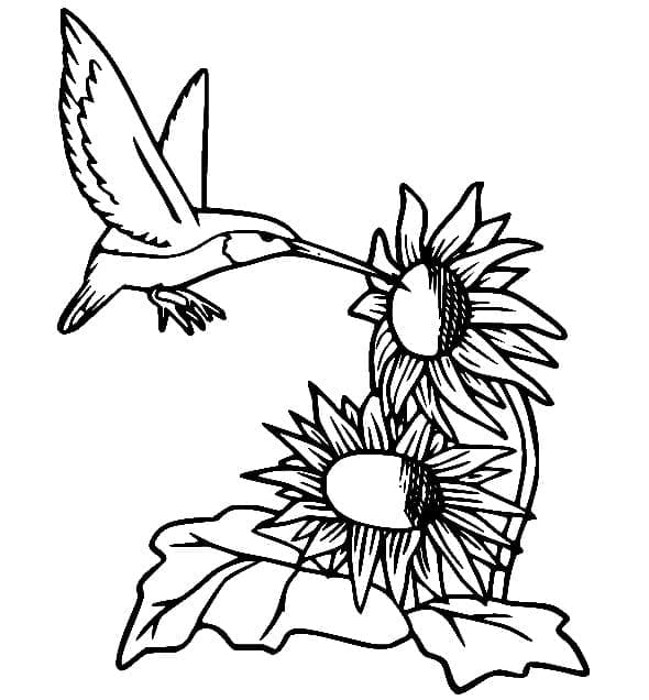 Desenho gratuito Beija-flor #208591 da colecao Animais para imprimir