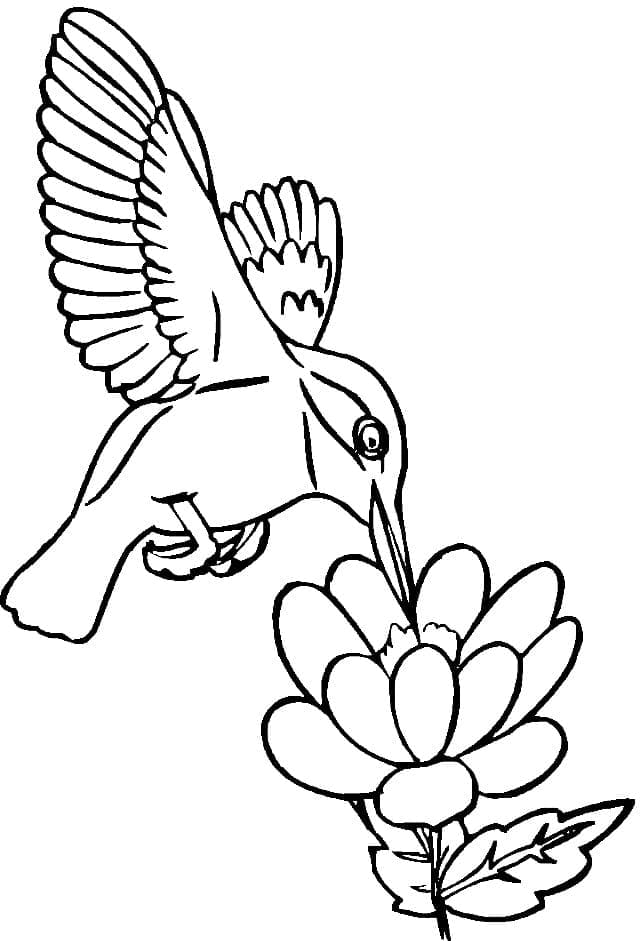 Desenho gratuito Beija-flor #208592 da colecao Animais para imprimir