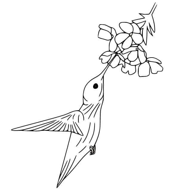 Desenho gratuito Beija-flor #208601 da colecao Animais para imprimir
