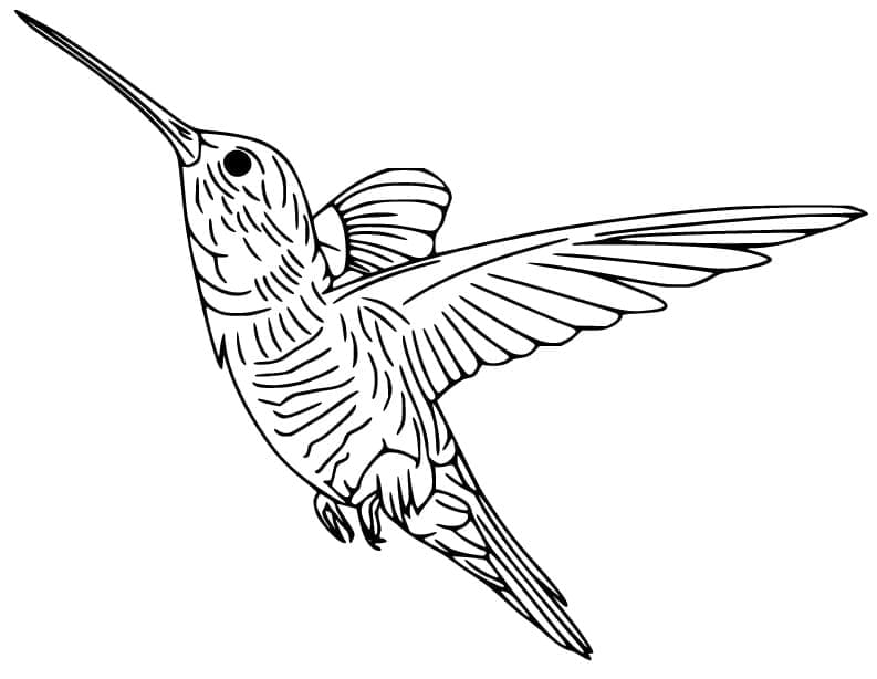 Desenho gratuito Beija-flor #208602 da colecao Animais para imprimir Desenho gratuito Beija-flor #208602 da colecao Animais para imprimir