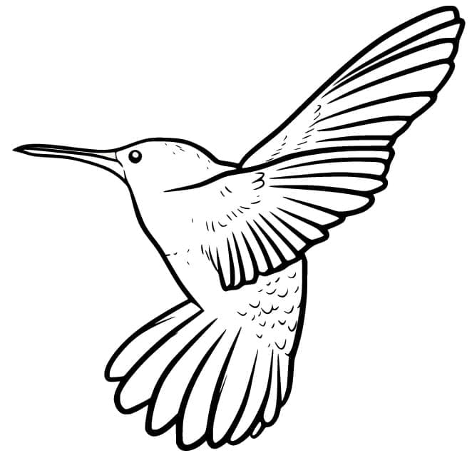 Desenho gratuito Beija-flor #208604 da colecao Animais para imprimir