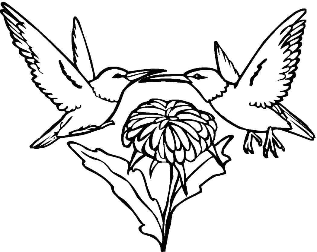 Desenho gratuito Beija-flor #208613 da colecao Animais para imprimir