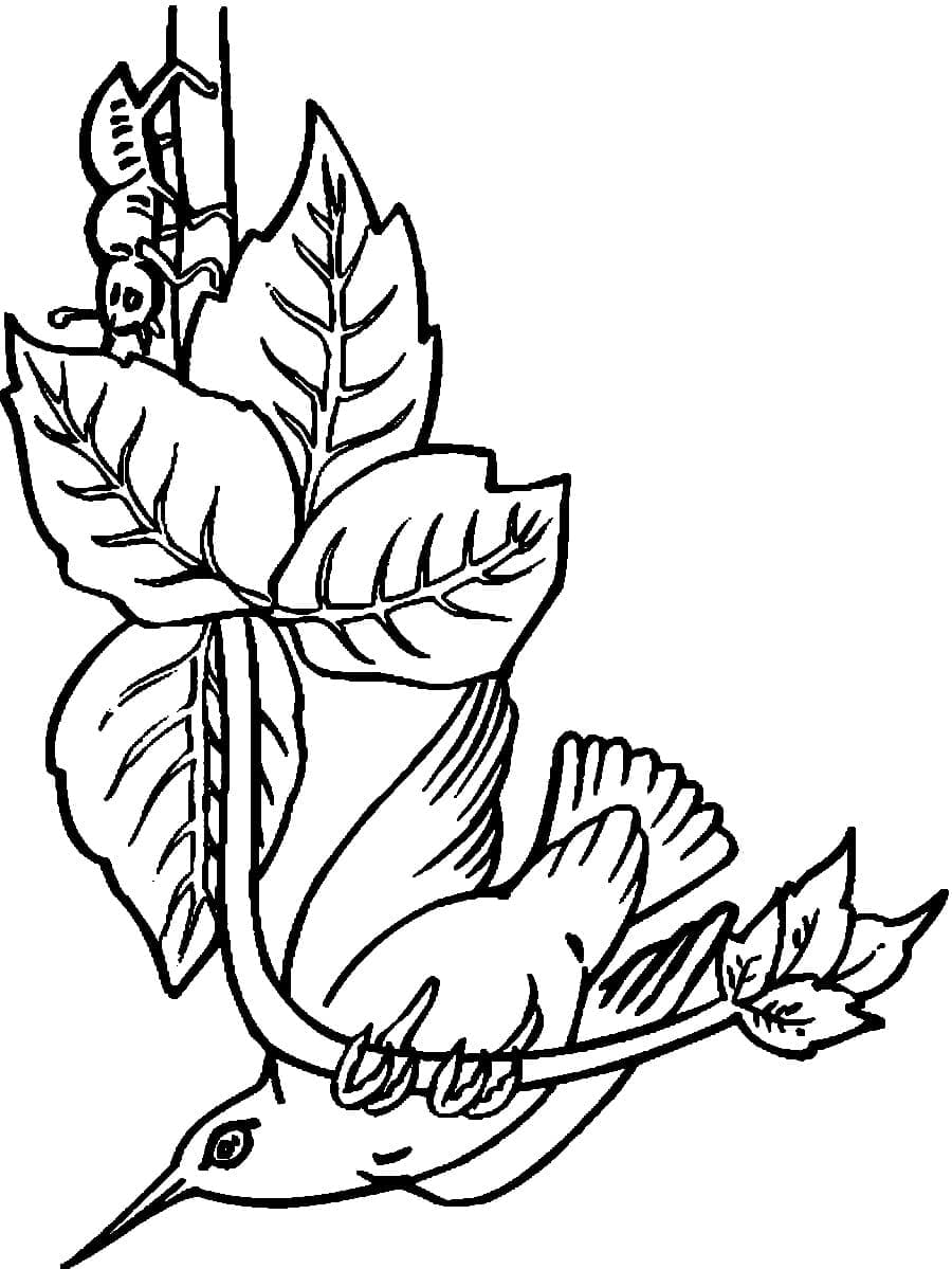 Desenho gratuito Beija-flor #208616 da colecao Animais para imprimir
