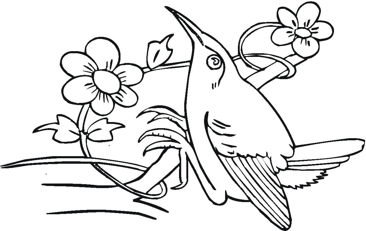 Desenho gratuito Beija-flor #208621 da colecao Animais para imprimir