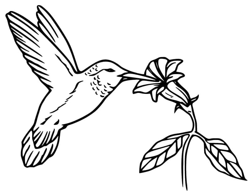 Desenho gratuito Beija-flor #208624 da colecao Animais para imprimir