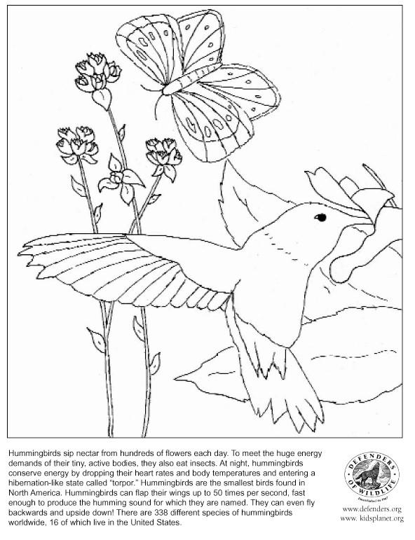Página para colorir: Beija Flor (animais) #3827 - Páginas para Colorir Imprimíveis Gratuitamente