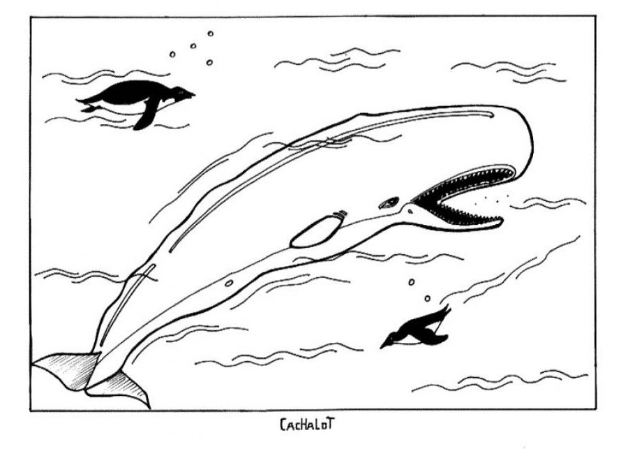 Página para colorir: beluga (animais) #1046 - Páginas para Colorir Imprimíveis Gratuitamente