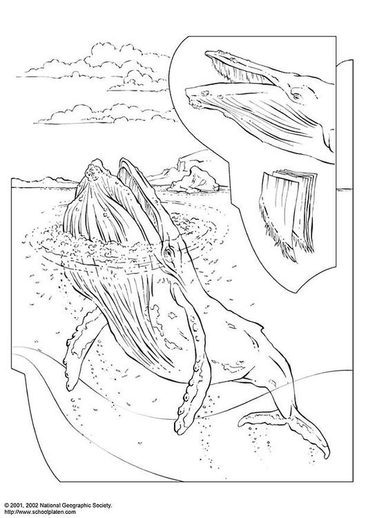 Página para colorir: beluga (animais) #1052 - Páginas para Colorir Imprimíveis Gratuitamente