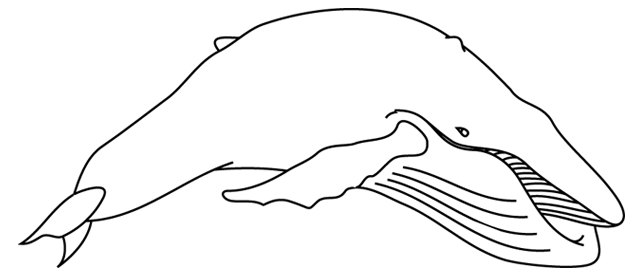 Página para colorir: beluga (animais) #1086 - Páginas para Colorir Imprimíveis Gratuitamente