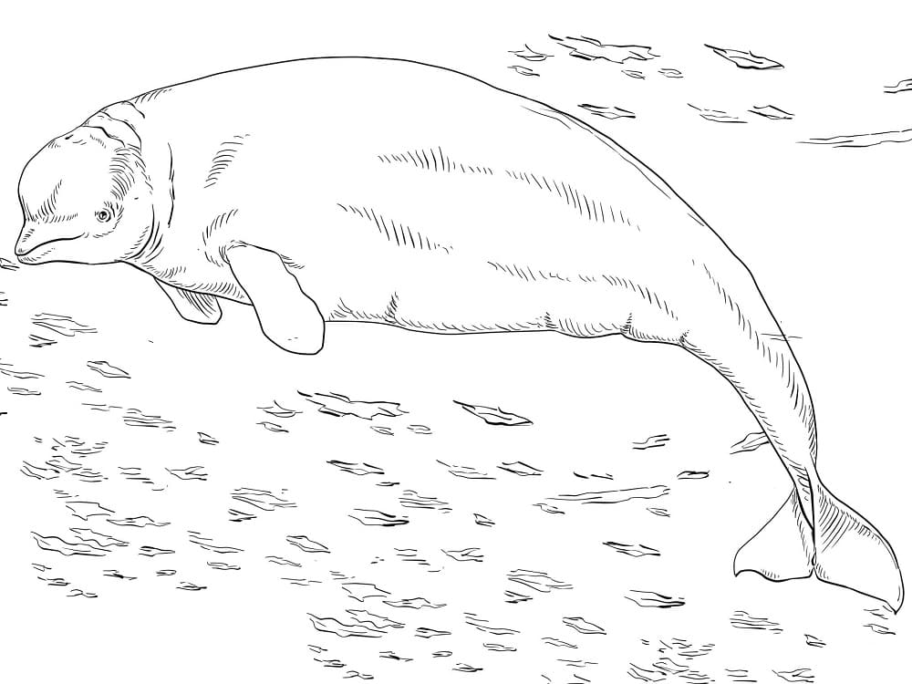 Desenho gratuito Beluga #210355 da colecao Animais para imprimir
