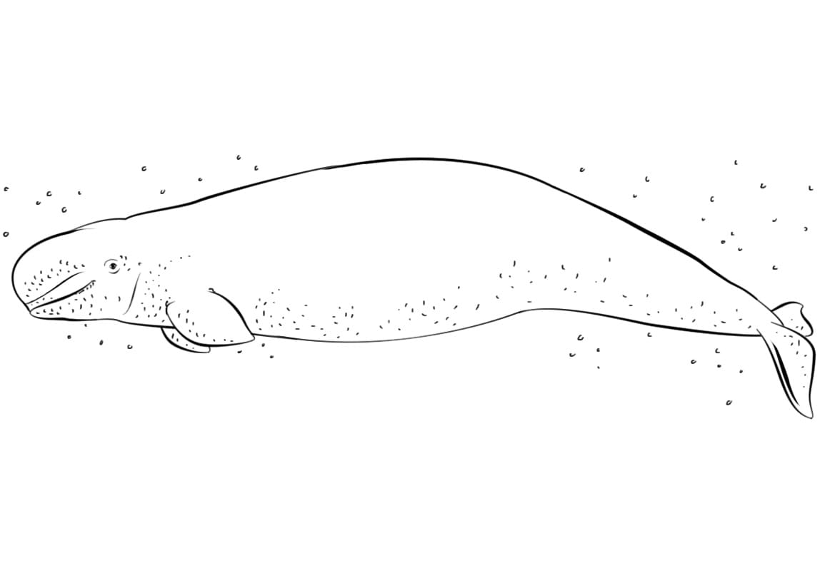 Desenho gratuito Beluga #210356 da colecao Animais para imprimir