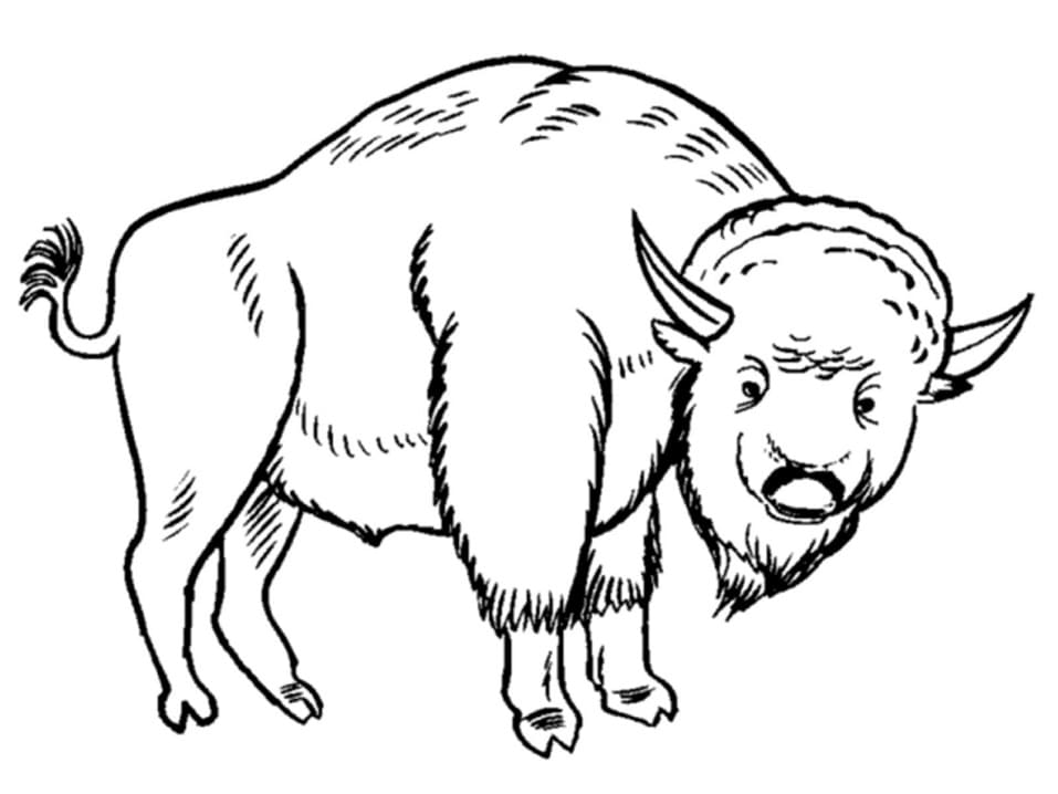 Desenho gratuito Bisão #205534 da colecao Animais para imprimir