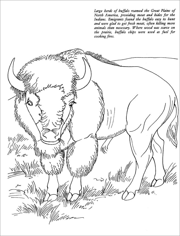 Desenho gratuito Bisão #205535 da colecao Animais para imprimir