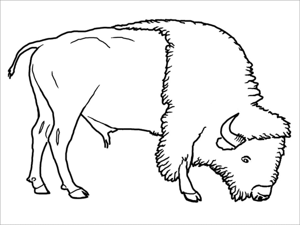 Desenho gratuito Bisão #205536 da colecao Animais para imprimir