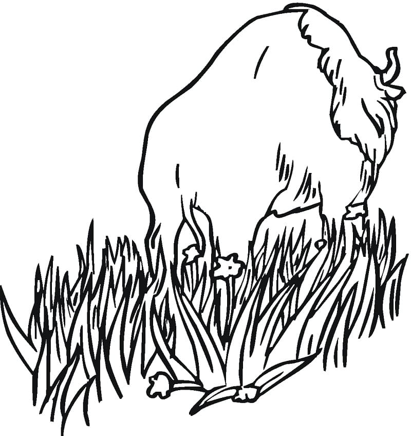 Desenho gratuito Bisão #205537 da colecao Animais para imprimir