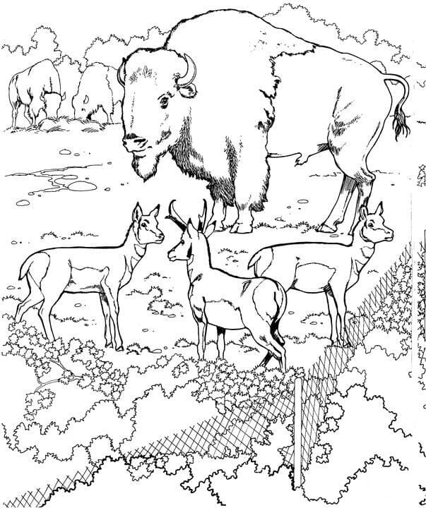 Desenho gratuito Bisão #205539 da colecao Animais para imprimir