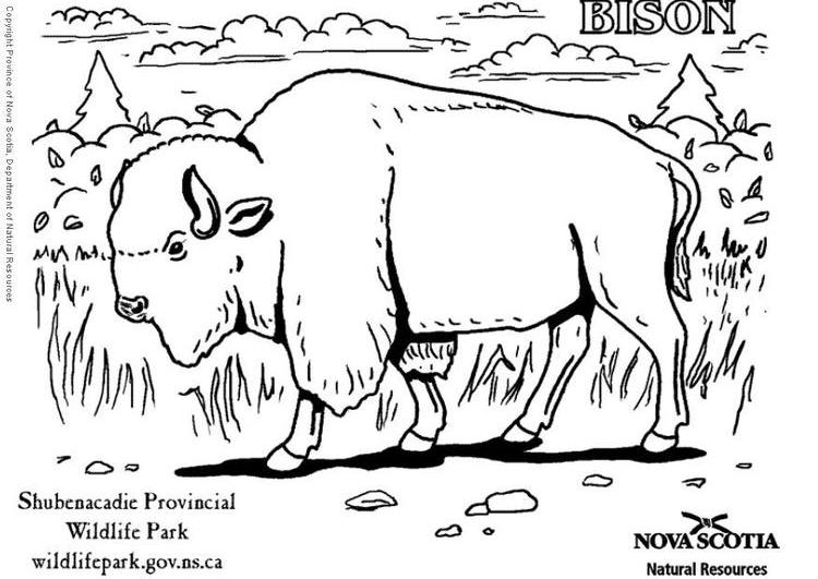 Página para colorir: Búfalo (animais) #1202 - Páginas para Colorir Imprimíveis Gratuitamente