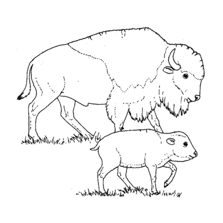 Página para colorir: Búfalo (animais) #1205 - Páginas para Colorir Imprimíveis Gratuitamente