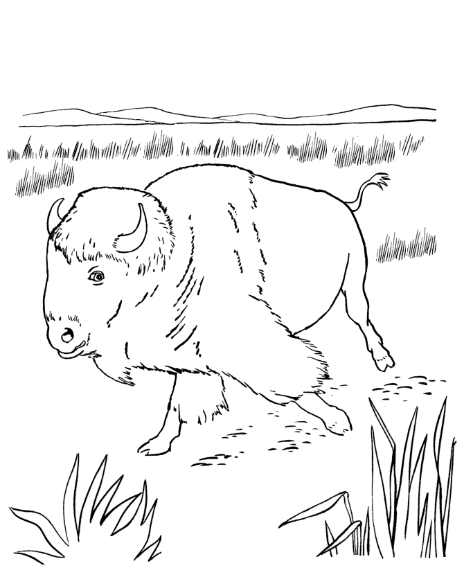 Página para colorir: Búfalo (animais) #1226 - Páginas para Colorir Imprimíveis Gratuitamente