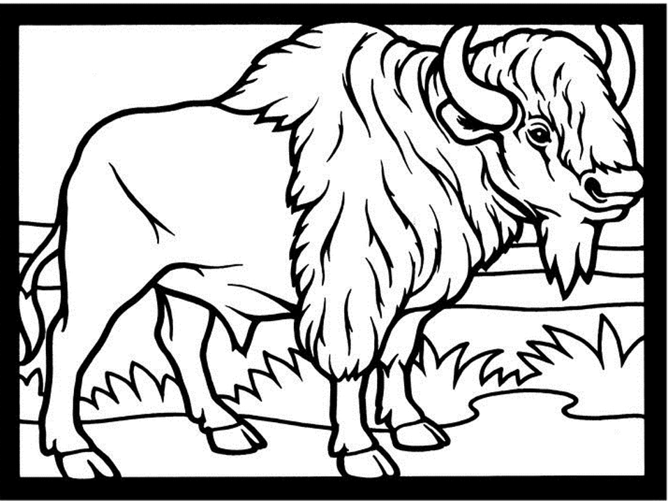 Página para colorir: Búfalo (animais) #1228 - Páginas para Colorir Imprimíveis Gratuitamente