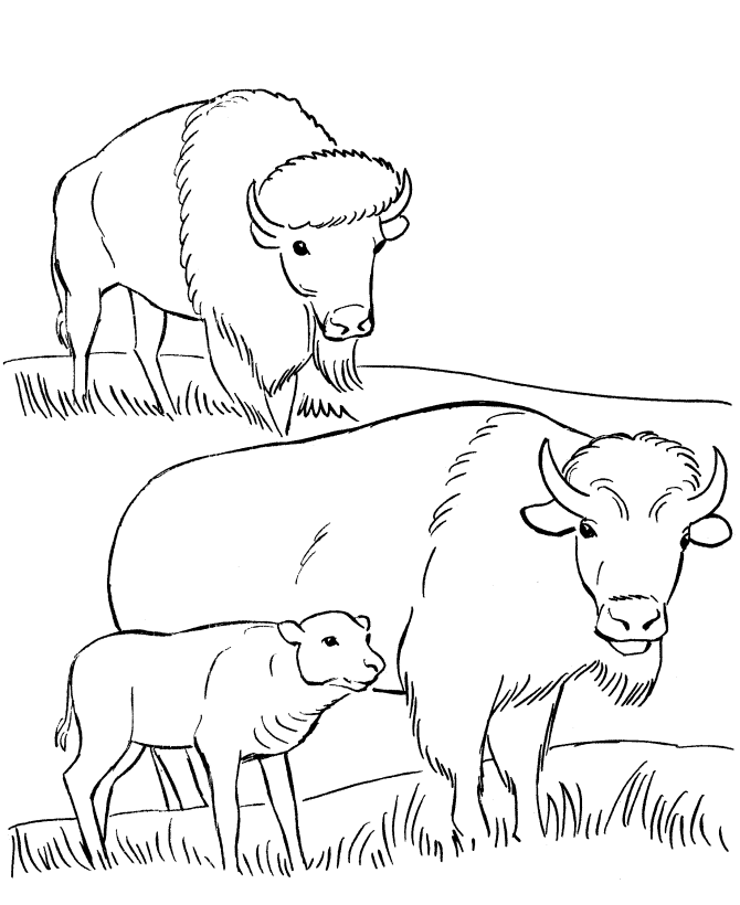 Página para colorir: Búfalo (animais) #1234 - Páginas para Colorir Imprimíveis Gratuitamente