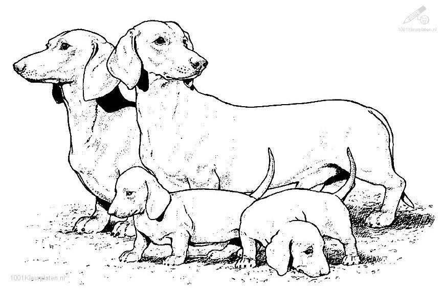 Página para colorir: Cachorro (animais) #3099 - Páginas para Colorir Imprimíveis Gratuitamente