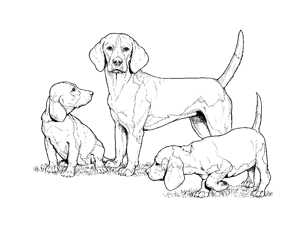 Página para colorir: Cachorro (animais) #3111 - Páginas para Colorir Imprimíveis Gratuitamente