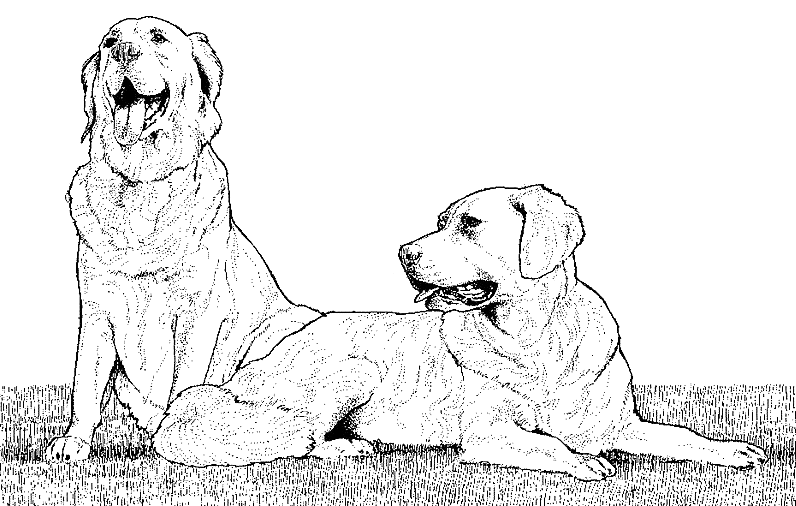 Página para colorir: Cachorro (animais) #3134 - Páginas para Colorir Imprimíveis Gratuitamente