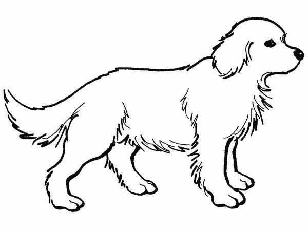 Página para colorir: Cachorro (animais) #3158 - Páginas para Colorir Imprimíveis Gratuitamente