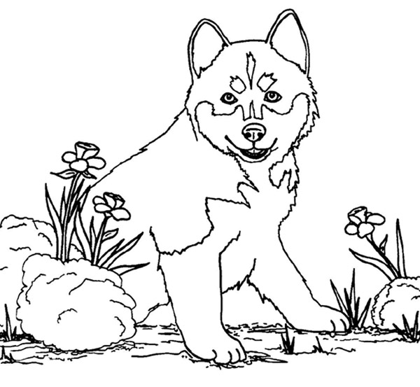 Página para colorir: Cachorro (animais) #61 - Páginas para Colorir Imprimíveis Gratuitamente