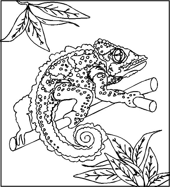 Página para colorir: Camaleão (animais) #1409 - Páginas para Colorir Imprimíveis Gratuitamente