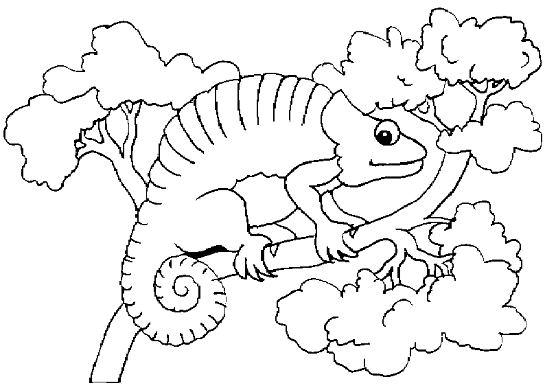 Página para colorir: Camaleão (animais) #1413 - Páginas para Colorir Imprimíveis Gratuitamente