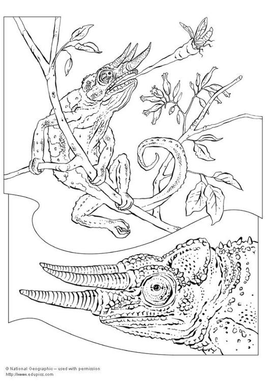 Página para colorir: Camaleão (animais) #1416 - Páginas para Colorir Imprimíveis Gratuitamente