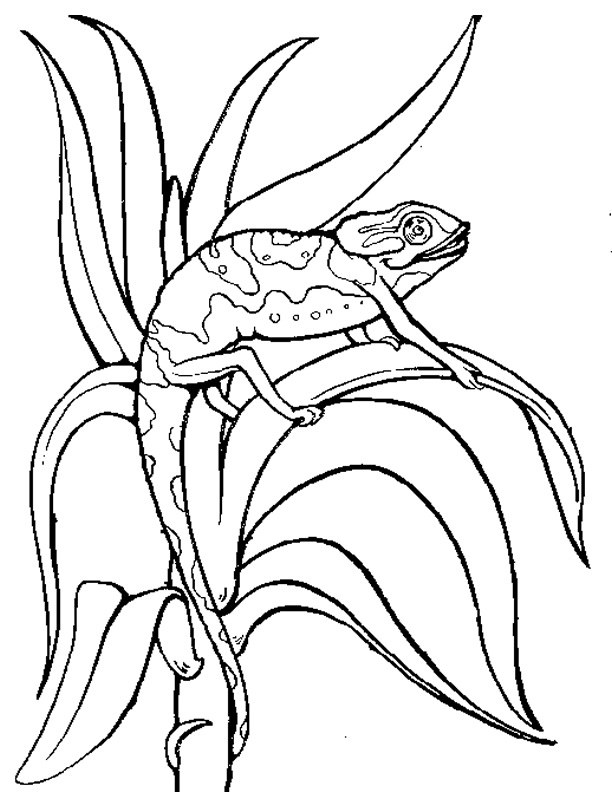 Página para colorir: Camaleão (animais) #1420 - Páginas para Colorir Imprimíveis Gratuitamente