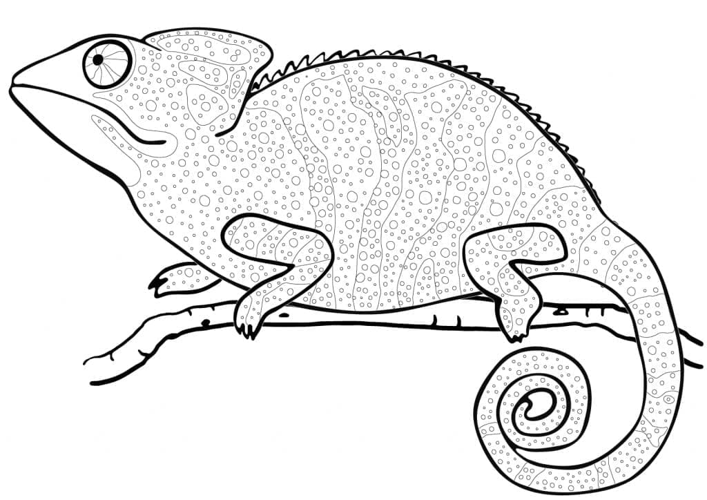 Desenho gratuito Camaleão #206724 da colecao Animais para imprimir