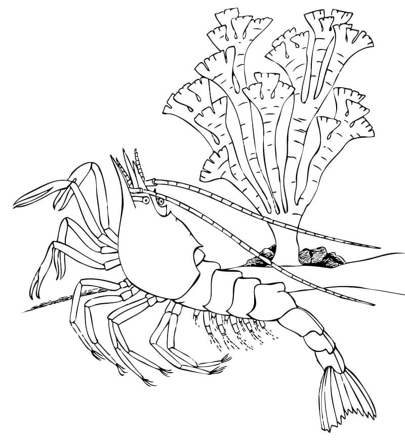 Desenho gratuito Camarão #208546 da colecao Animais para imprimir