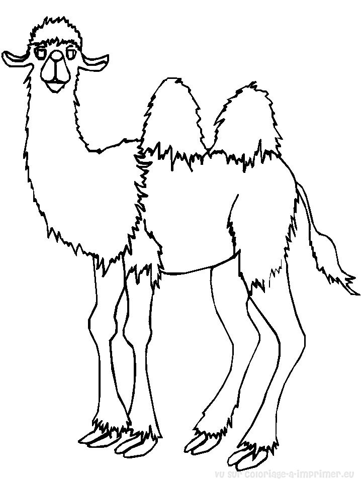Página para colorir: Camelo (animais) #1667 - Páginas para Colorir Imprimíveis Gratuitamente