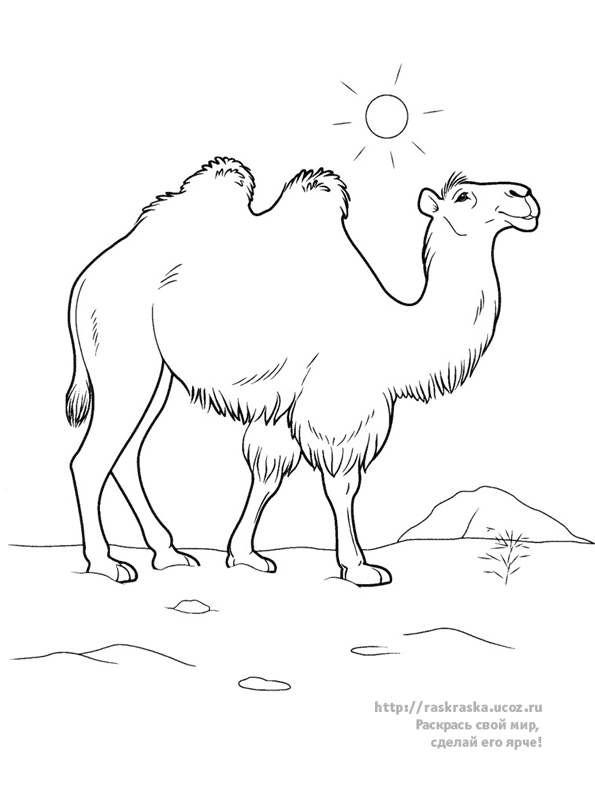 Página para colorir: Camelo (animais) #1686 - Páginas para Colorir Imprimíveis Gratuitamente