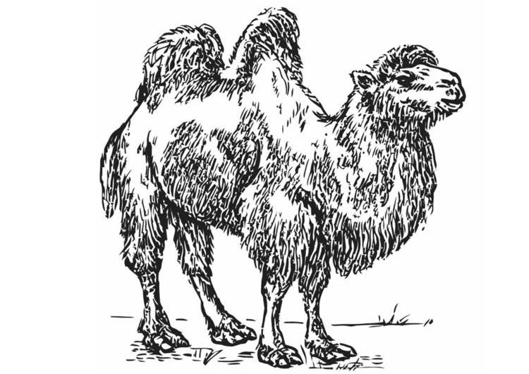 Página para colorir: Camelo (animais) #1707 - Páginas para Colorir Imprimíveis Gratuitamente
