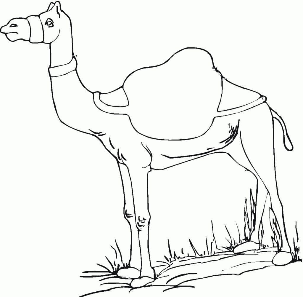 Desenho gratuito Camelo #205470 da colecao Animais para imprimir
