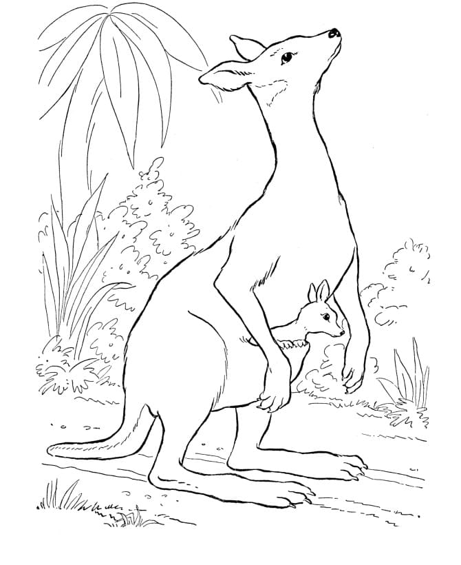 Desenho gratuito Canguru #179685 da colecao Animais para imprimir