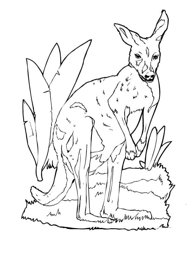 Desenho gratuito Canguru #179687 da colecao Animais para imprimir