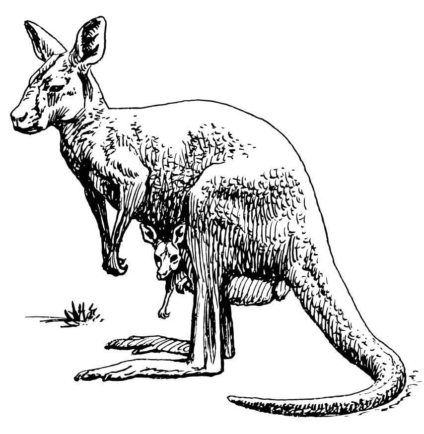 Desenho gratuito Canguru #179688 da colecao Animais para imprimir