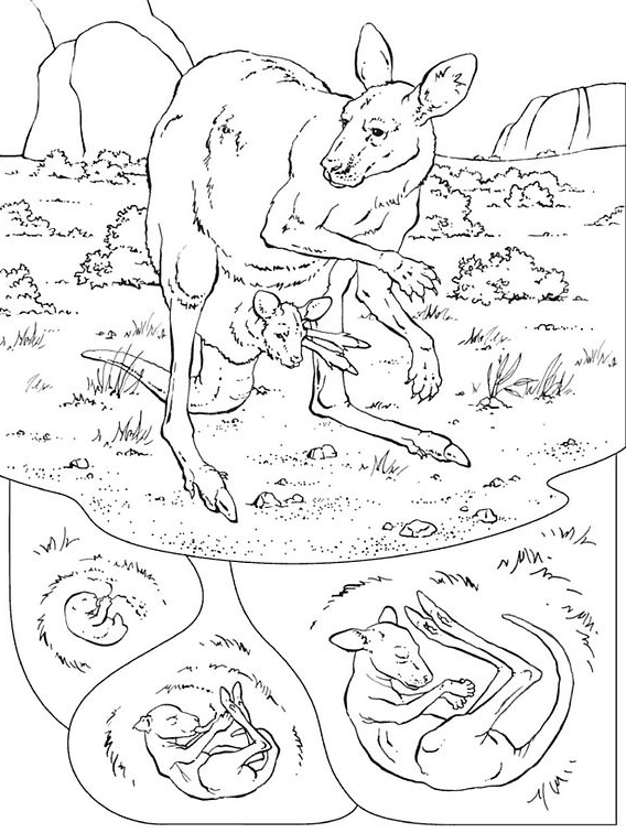 Página para colorir: Canguru (animais) #9151 - Páginas para Colorir Imprimíveis Gratuitamente