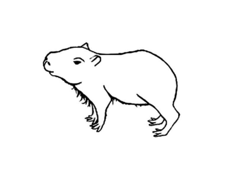 Desenho gratuito Capivara #207568 da colecao Animais para imprimir